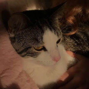 Meet your Posher, Lilly